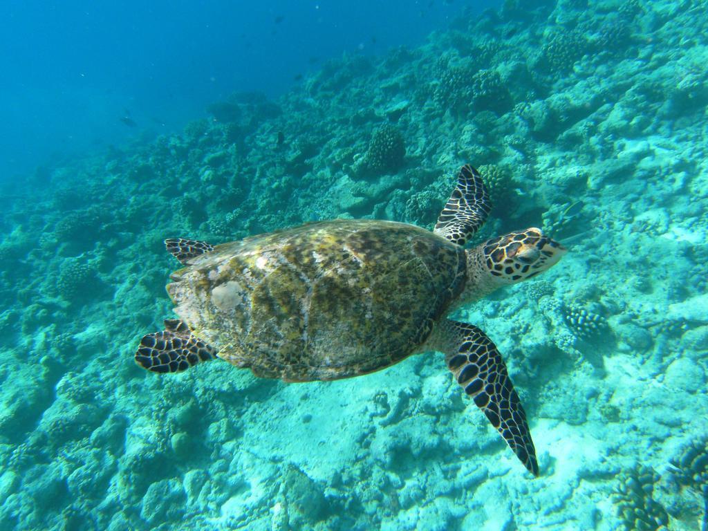 Rasdhoo Coralville Bagian luar foto