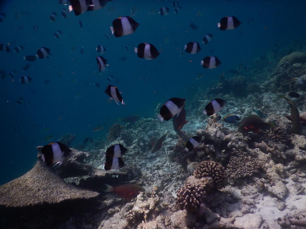 Rasdhoo Coralville Bagian luar foto