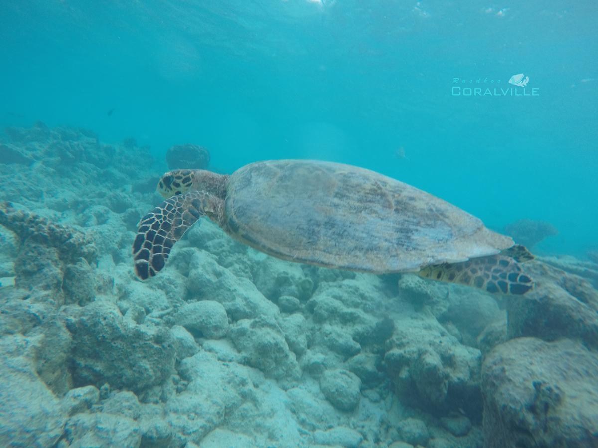 Rasdhoo Coralville Bagian luar foto