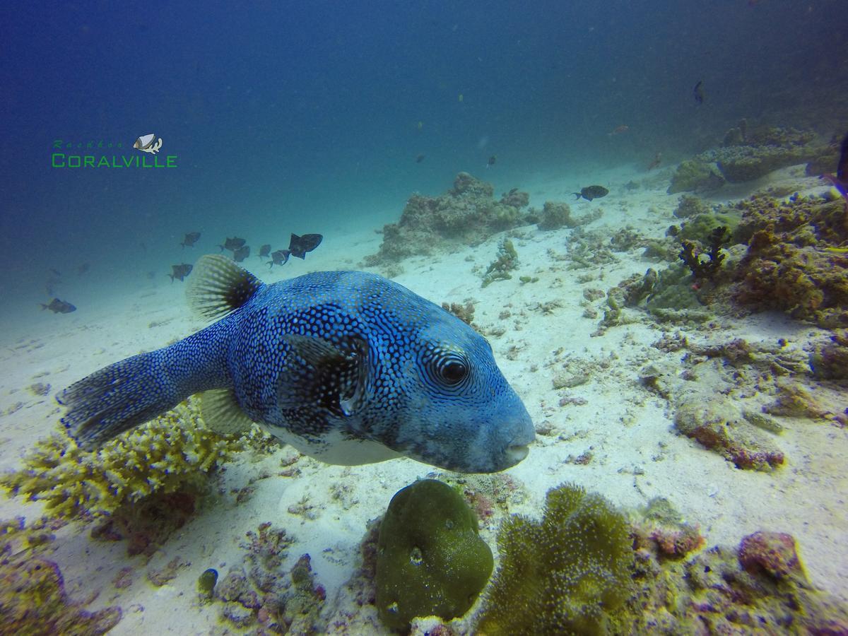 Rasdhoo Coralville Bagian luar foto